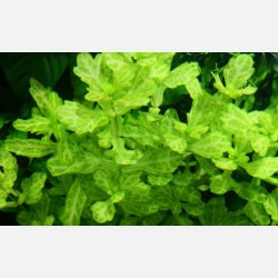 Shinnersia rivularis 'Weiss-Grn' - potte