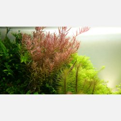 Rotala rotundifolia - potte