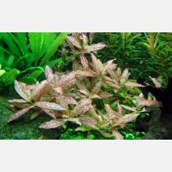 Hygrophila polysperma 'Rosanervig' - potte