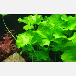 Nymphoides hydrophylla 'Taiwan' - potte