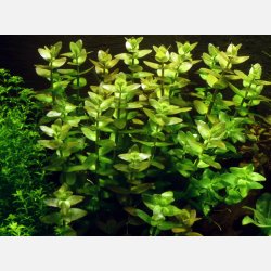 Bacopa caroliniana - 1-2-grow
