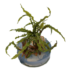 Cryptocoryne crispatula - 1-2-grow
