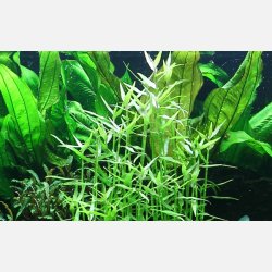 Murdannia keisak - potte