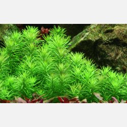 Pogostemon deccanensis - potte