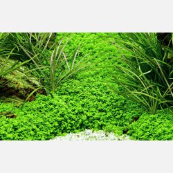 Micranthemum callitrichoides Cuba - potte