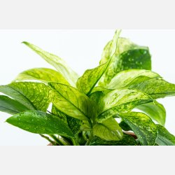 Anubias barteri var. nana Pinto  - potte