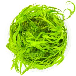 Najas guadalupensis 'Guppy Grass' - 1-2-grow