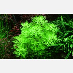 Hottonia palustris - potte