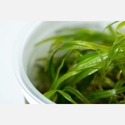 Blyxa japonica - 1-2-grow