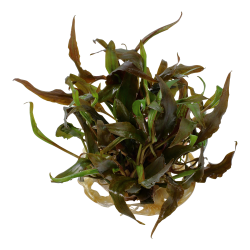 Cryptocoryne undulata 'Broad Leaf' - 1-2-grow