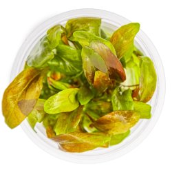 Lysimachia parvifolia �Red� - 1-2-grow