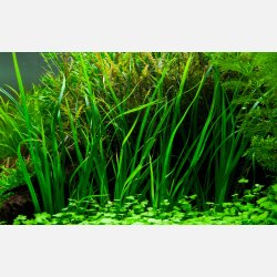 Cyperus helferi - potte