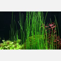 Eleocharis montevidensis - potte