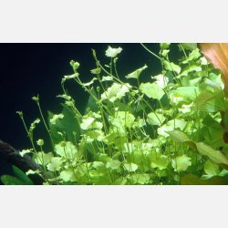 Cardamine lyrata - potte