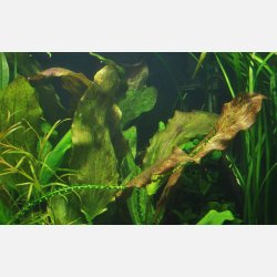 Echinodorus 'Ozelot' - potte