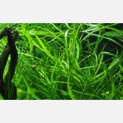Hygrophila costata - potte