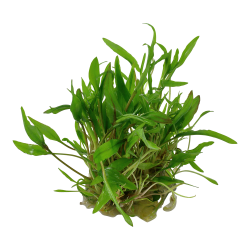 Cryptocoryne wendtii 'Green' - 1-2-grow