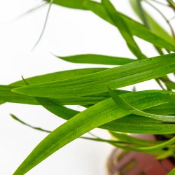 Cryptocoryne spiralis 'Red' - potte