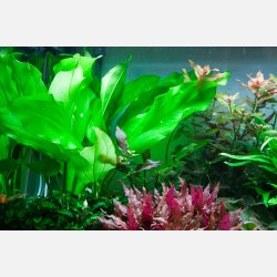 Echinodorus cordifolius 'Fluitans' - potte