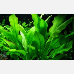 Echinodorus grisebachii 'Bleherae' - potte
