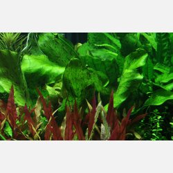 Echinodorus 'Ozelot Green' - potte
