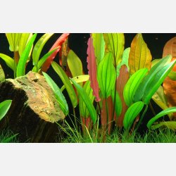 Echinodorus 'Red Diamond' - potte
