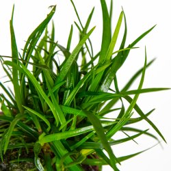 Eriocaulon sp. 'Vietnam' - potte