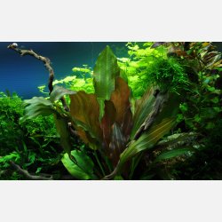 Echinodorus 'Reni' - potte