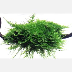 Vesicularia montagnei 'Christmas Moss' - 1-2-grow