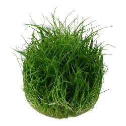 Eleocharis pusilla 'Mini' - 1-2-grow