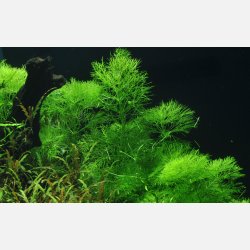 Limnophila aquatica - potte