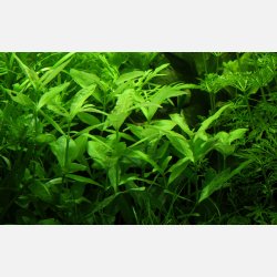 Hygrophila polysperma - potte