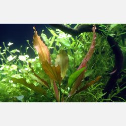 Echinodorus 'Ros�' - potte