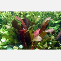 Echinodorus x barthii - potte