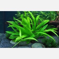 Helanthium bolivianum 'Quadricostatus' - potte
