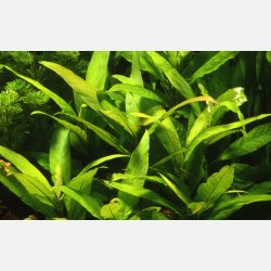 Hygrophila corymbosa 'Stricta' - potte