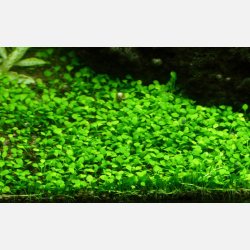 Marsilea minuta - 1-2-grow