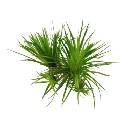 Eriocaulon cinereum - 1-2-grow