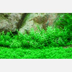 Gratiola viscidula - 1-2-grow