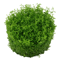 Micranthemum callitrichoides 'Cuba' - 1-2-grow