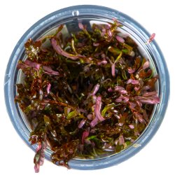 Rotala rotundifolia 'Blood Red' - 1-2-grow