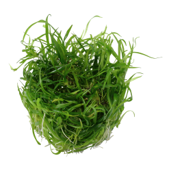 Helanthium tenellum 'Green' - 1-2-grow