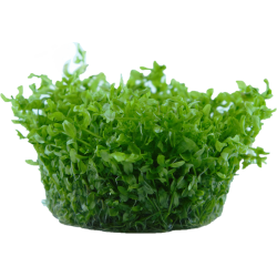 Hemianthus micranthemoides - 1-2-grow