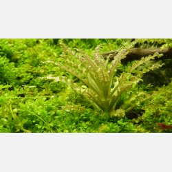Pogostemon helferi - 1-2-grow