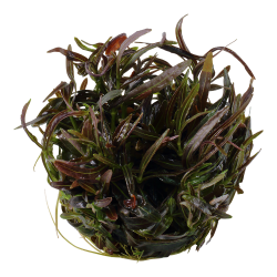 Hygrophila lancea 'Araguaia' - 1-2-grow