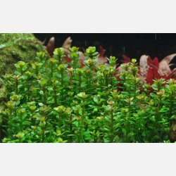 Rotala indica 'Bonsai' - 1-2-grow