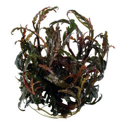 Hygrophila pinnatifida - 1-2-grow