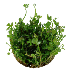 Marsilea hirsuta - 1-2-grow