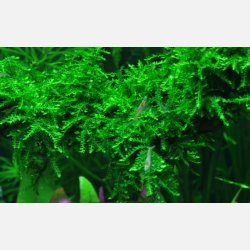 Vesicularia ferriei 'Weeping Moss' - 1-2-grow