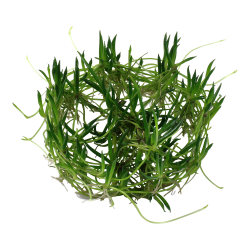 Littorella uniflora - 1-2-grow